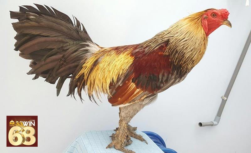 Đá gà đòn - Thiên về sức bền và đòn thế