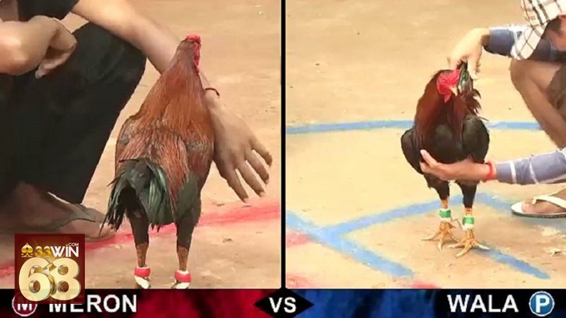 Đá gà đòn - Tính quan sát cao đối với người xem